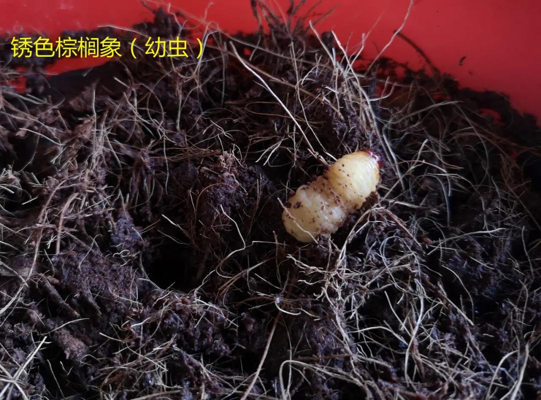 来宾人 这种"假竹虫"千万养不得!见到请举报!