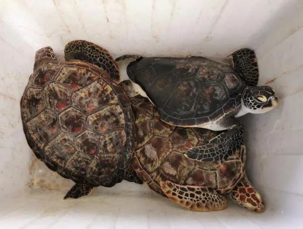 濒危海龟流落贵州!5只获救助,3只已死亡……涉及一个大案