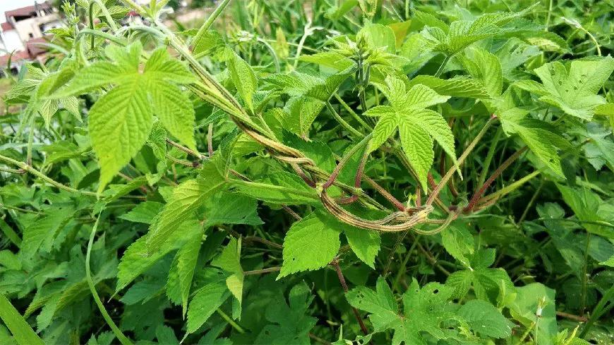 讨厌的"蛇嘛秧"