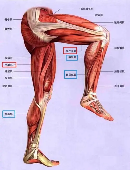 腘肌起止点图片