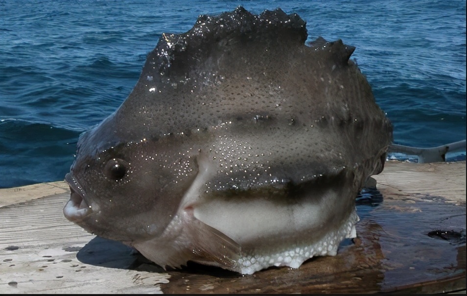 海底最醜的十種魚