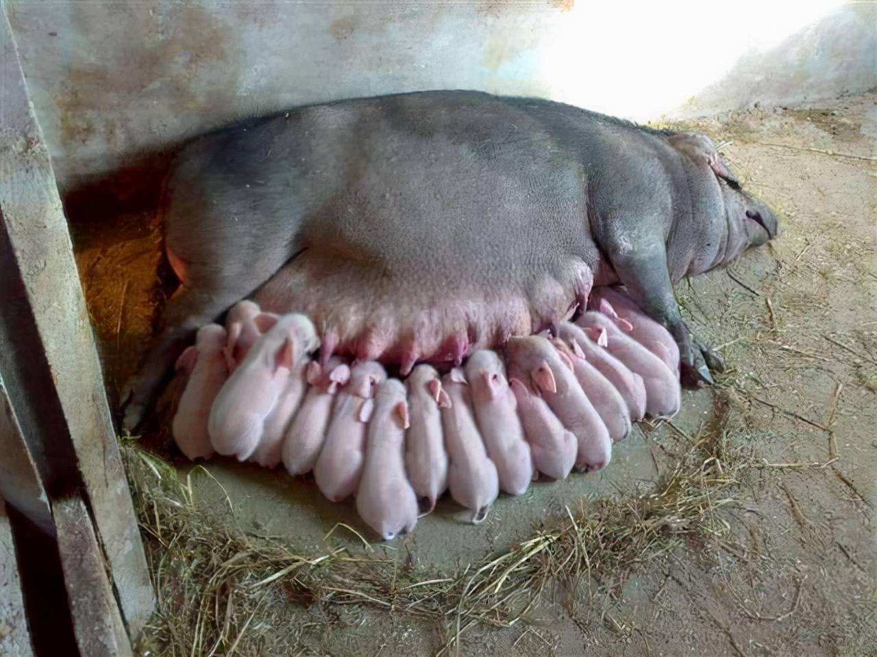 母猪喂崽图图片