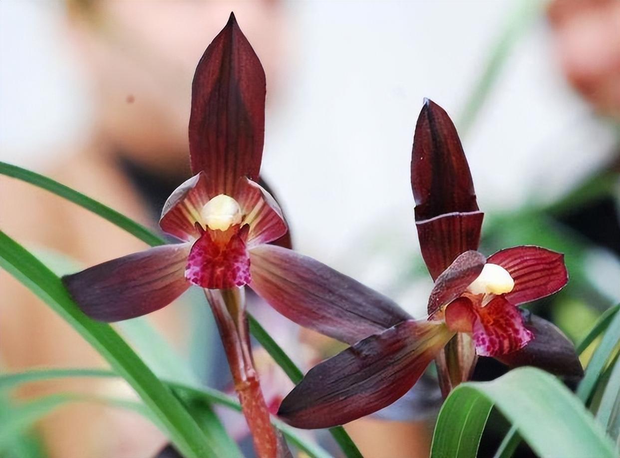 顶级色花——娄山红