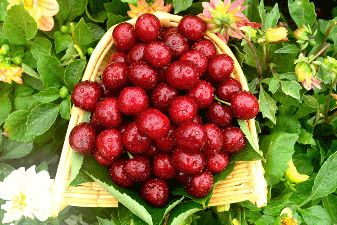 福山区"首届中国大樱桃马拉松"等你来报名!