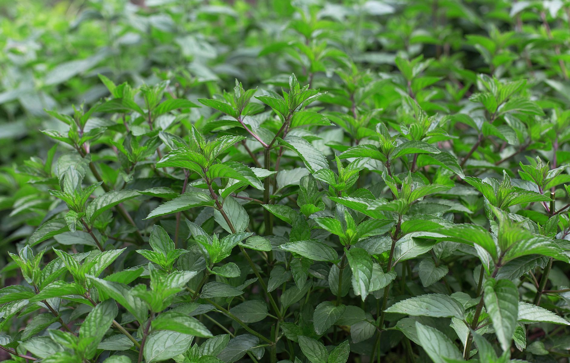 "大暑到,吃仙草",仙草是一种什么样的植物?烧仙草也是它做的