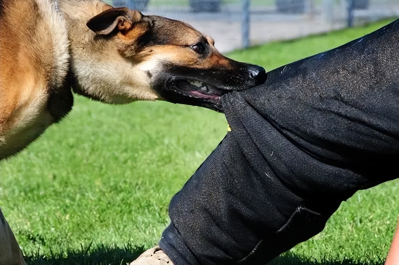 恶犬咬人被打死