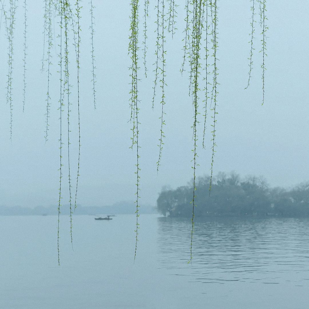 西湖春凤飞飞图片