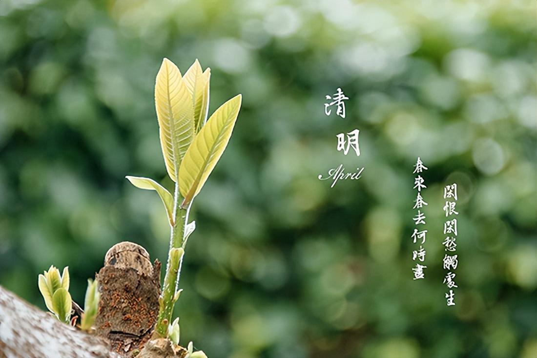 节气民俗|清明 万物生长 气清景明