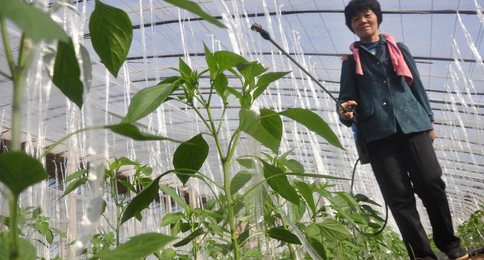 辣椒种植技巧,掌握苗床和定植管理的方法,提高生长量