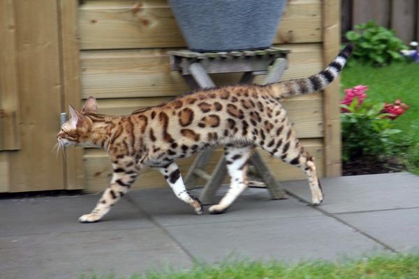 孟加拉猫适合"家养"吗?为什么价格那么高,它的特点又是什么