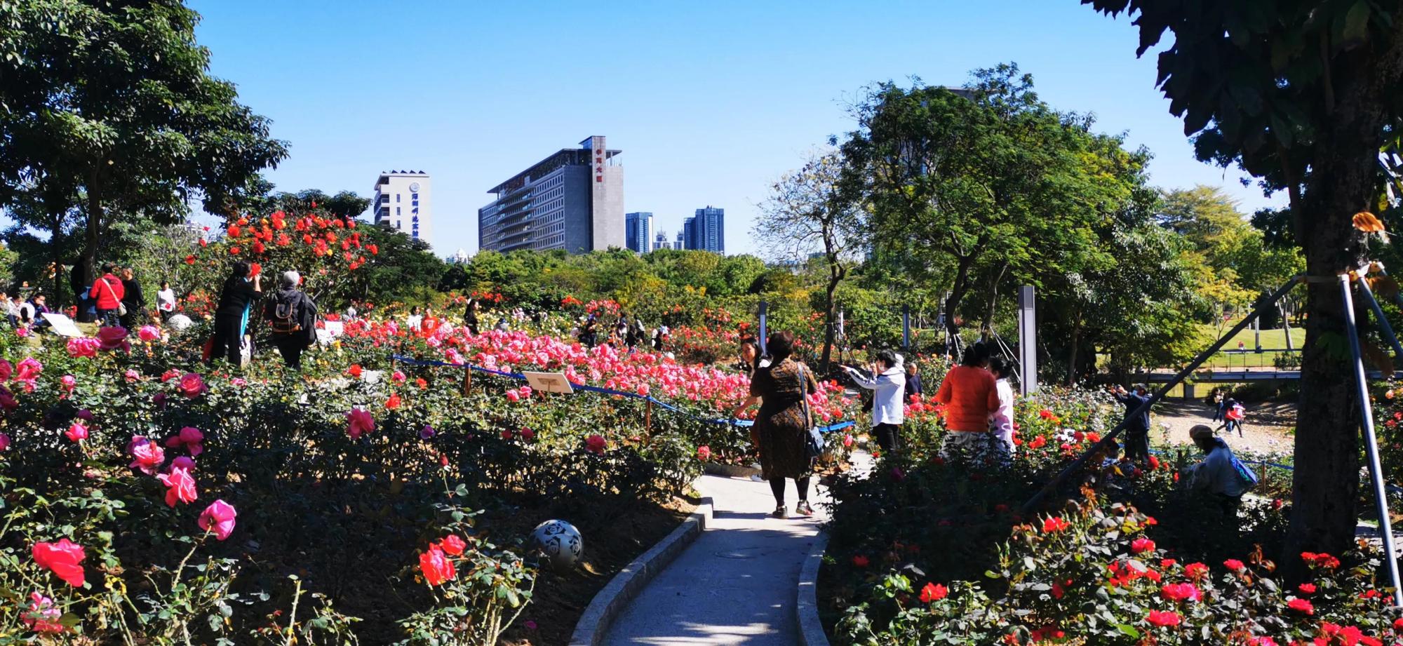深圳鲜花种植基地