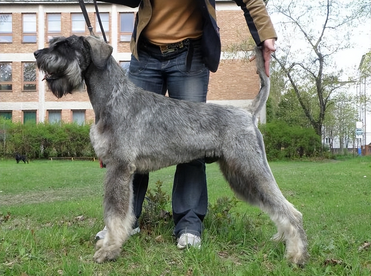 巨型雪纳瑞,也被称为大型雪纳瑞,是一种瑞士原产的大型犬种,他们以