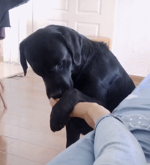 3000元内值得养的7种狗