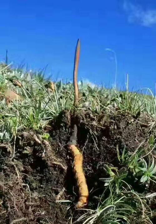 冬虫夏草因稀有价格连涨5年,如今人工培育已被攻克!