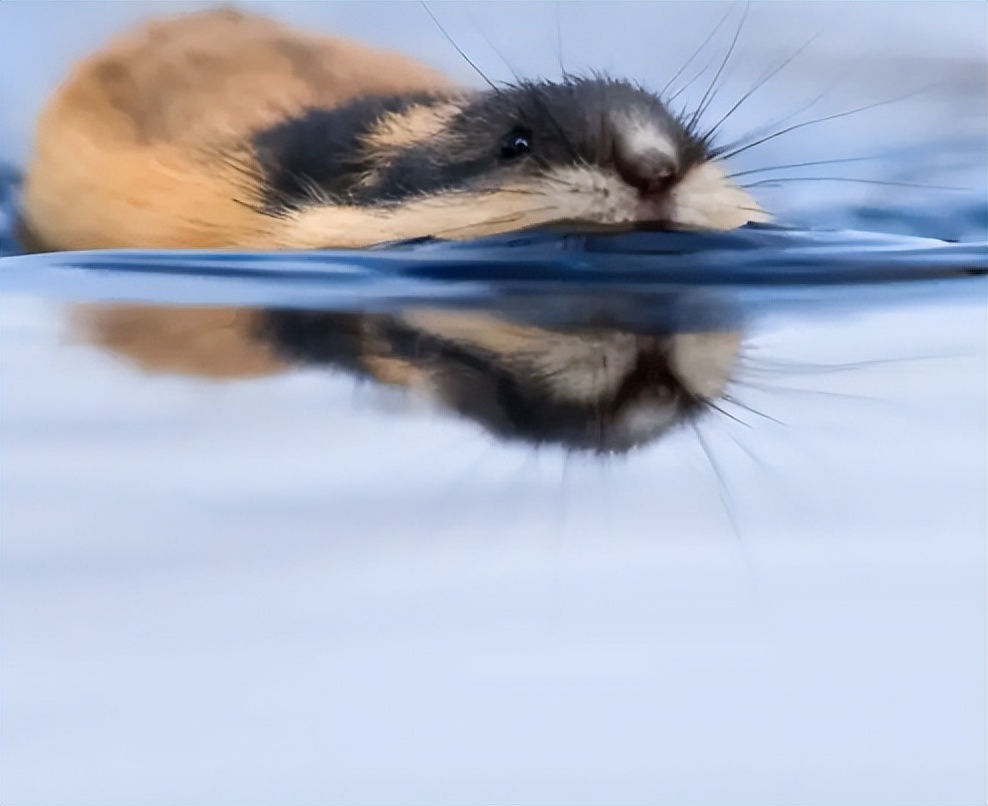 旅鼠为什么集体跳海图片