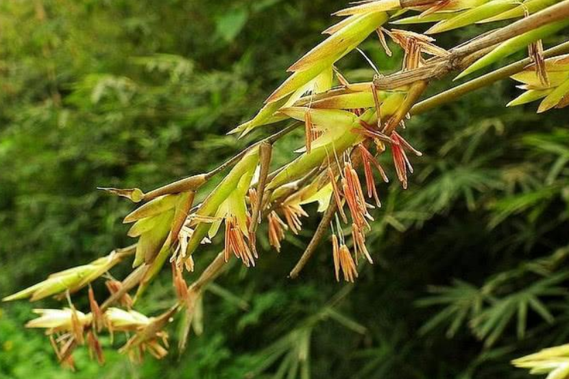 俗语"竹子开花,马上搬家"啥意思?古人这句俗语有科学道理吗?