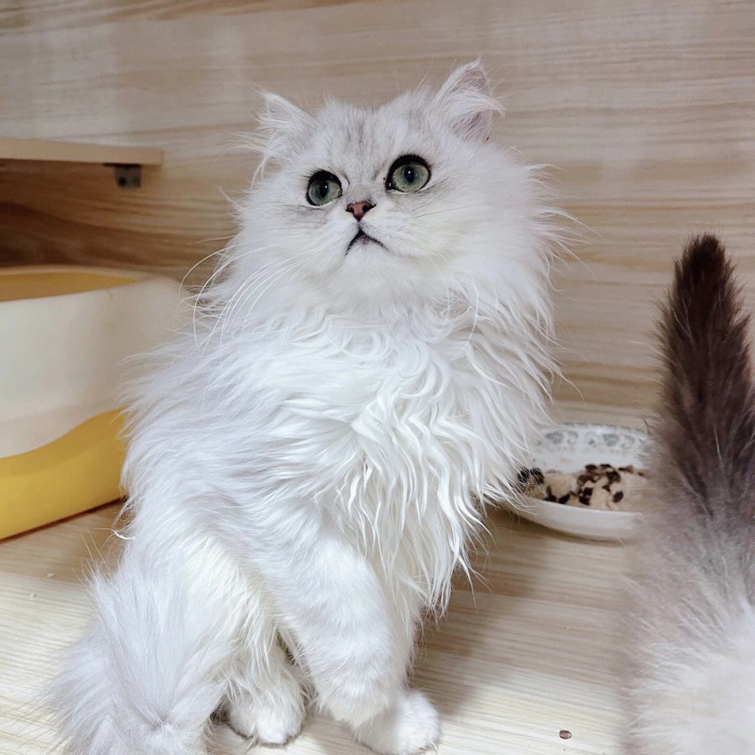 会让金吉拉猫承受"痛苦"的行为,你还在做?