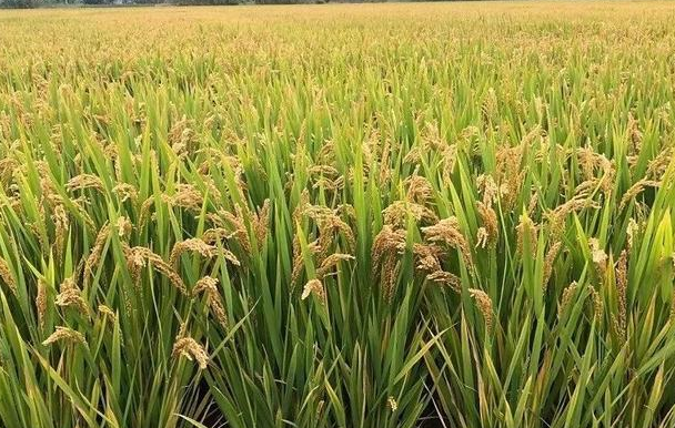 抗抗草甘膦水稻品种兴禾壮润稻118,产量高,米质优还抗倒伏