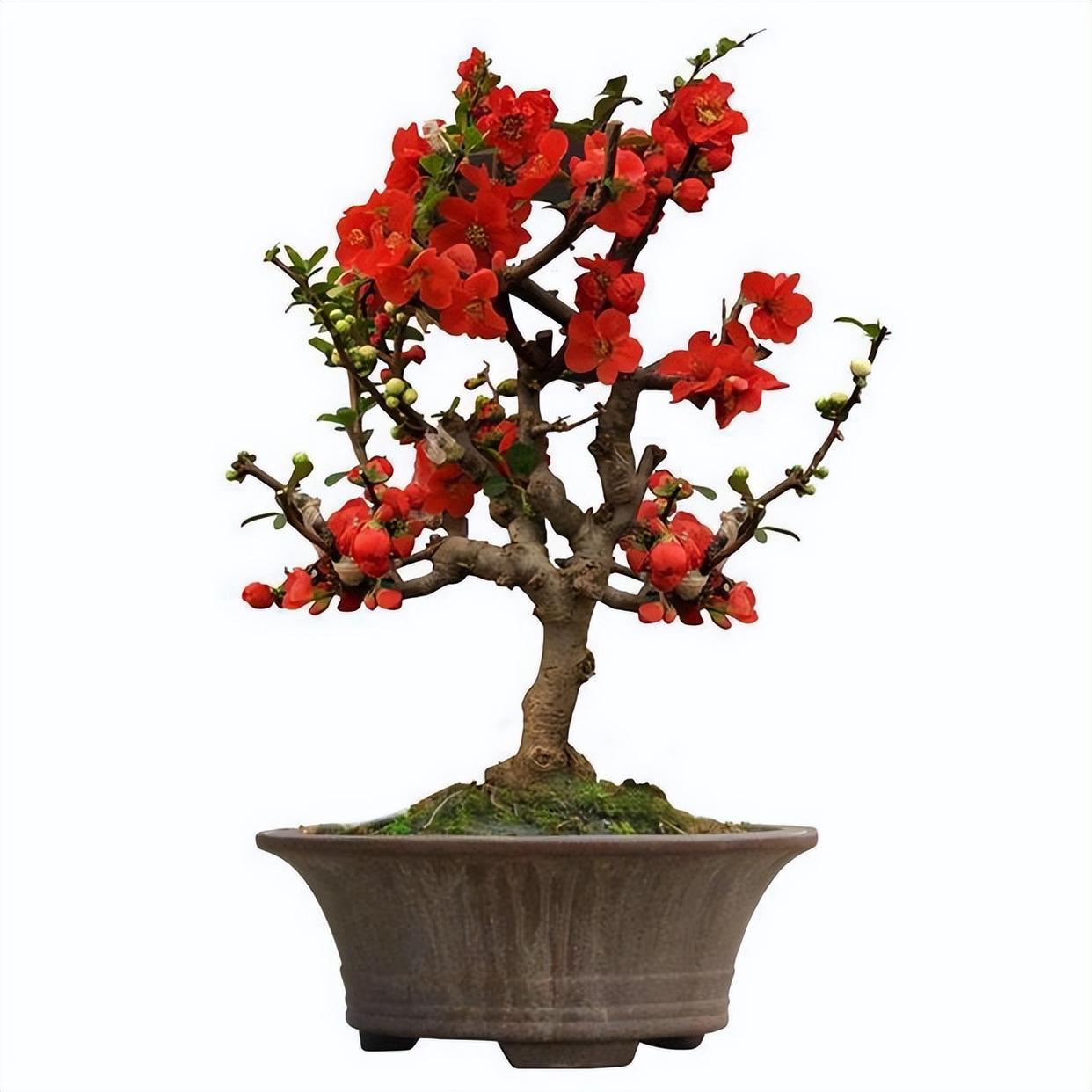 精品绿植——长寿冠海棠