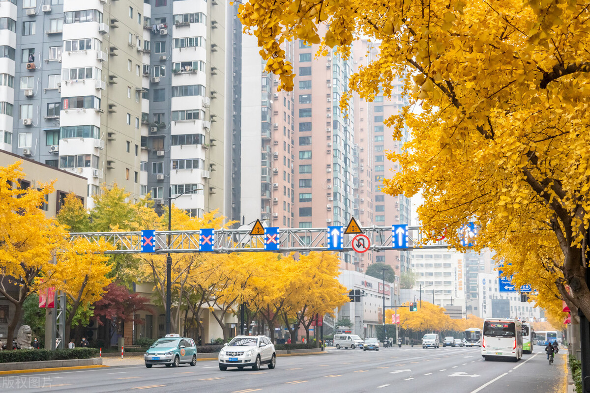 上海,虹口區四平路沿線的成百棵銀杏樹目前已進入最佳賞葉季