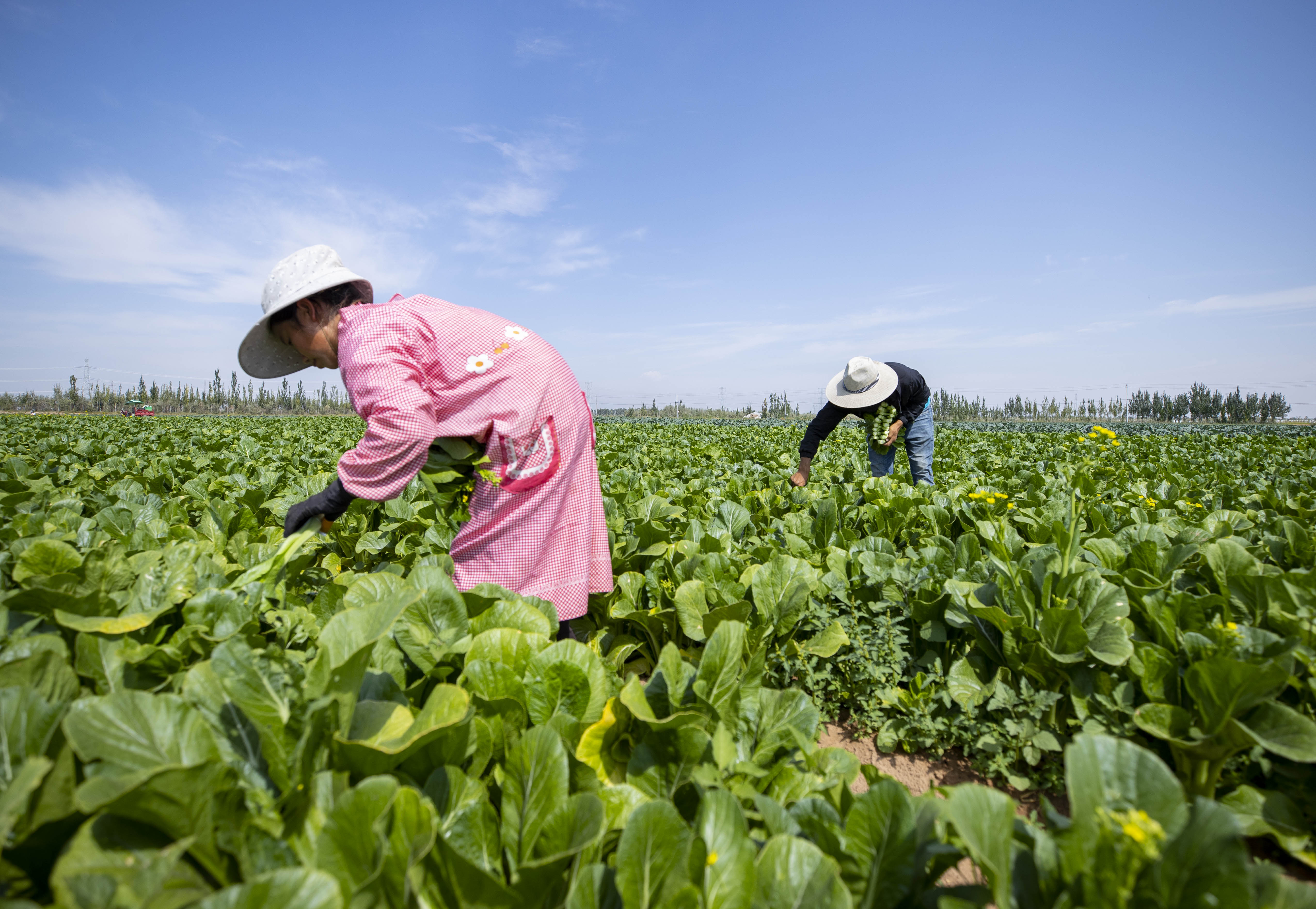 沙漠边缘蔬菜收获忙