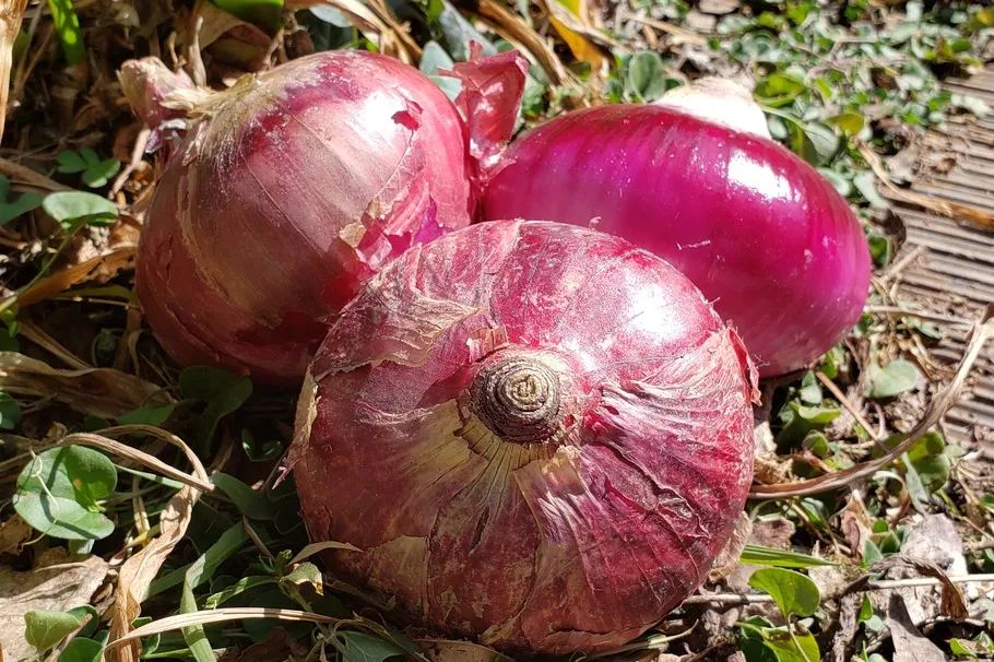 百度爱采购首页 商品专题_毛这么好的洋葱,如果卖不出去太可惜了!