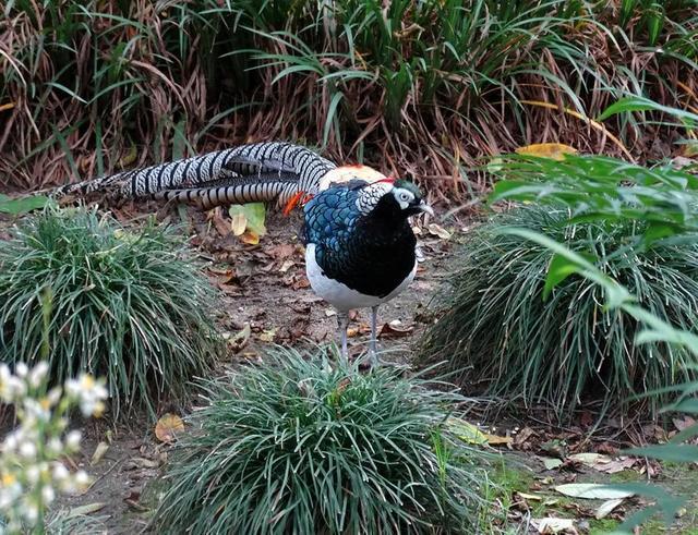 四川一村民捡回6枚"庆鸡"蛋,带回家孵化圈养,被罚款3000 判刑