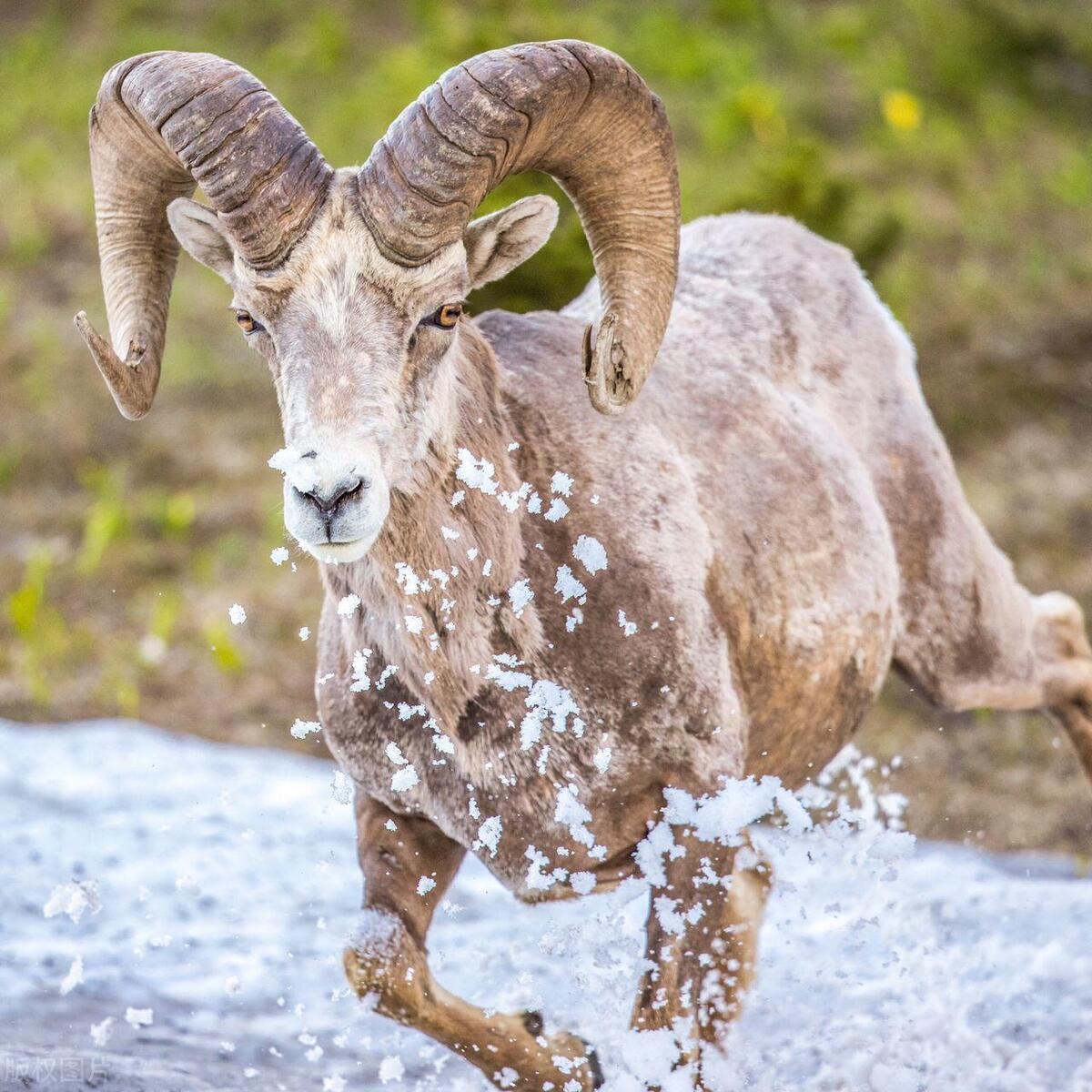 157元一只羊:澳大利亚羊肉价格崩盘的内幕