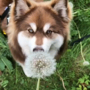 只为一阵清风飘扬 用心回味那份天真烂漫 感动会为了一场凝眸而永生