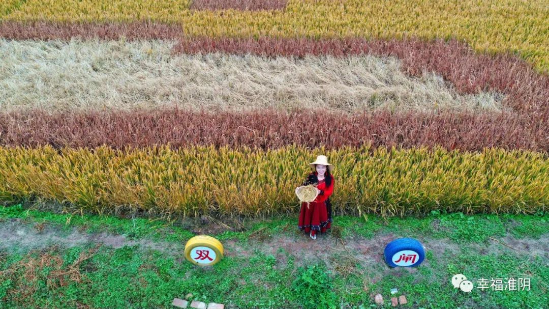 【围观】彩色水稻田引来游客无数!