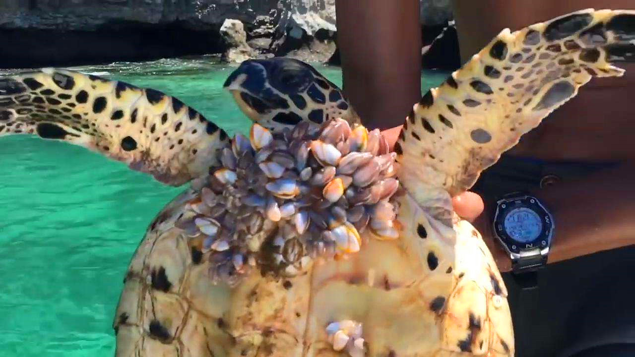 海洋中遭人唾弃的藤壶,到底有多可怕?看看鲸,海龟的下场就懂了