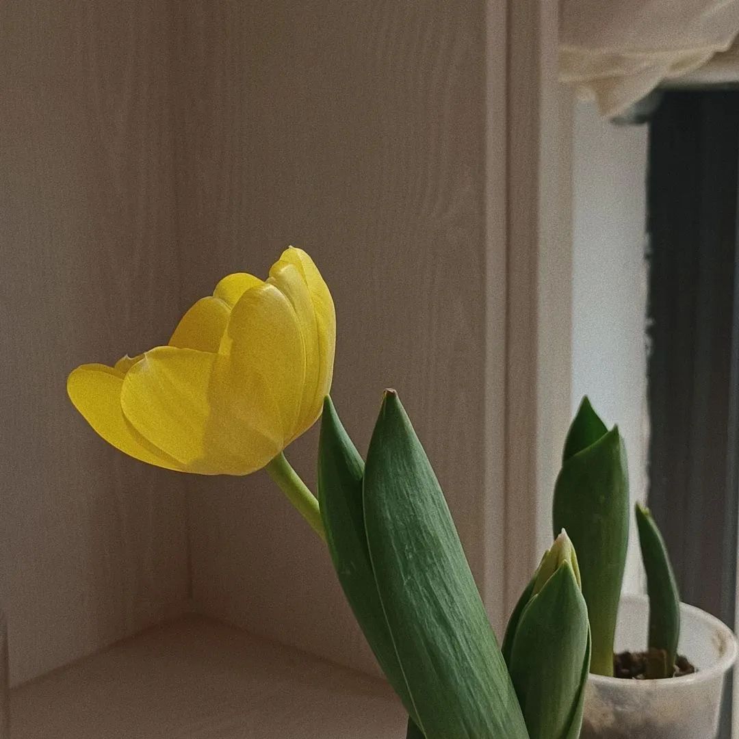 ins鲜花背景图封面