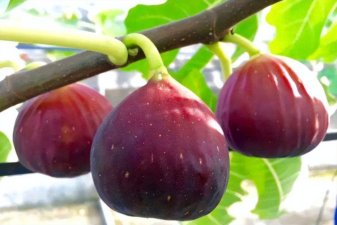 波姬红无花果 baijiahao.baidu.com