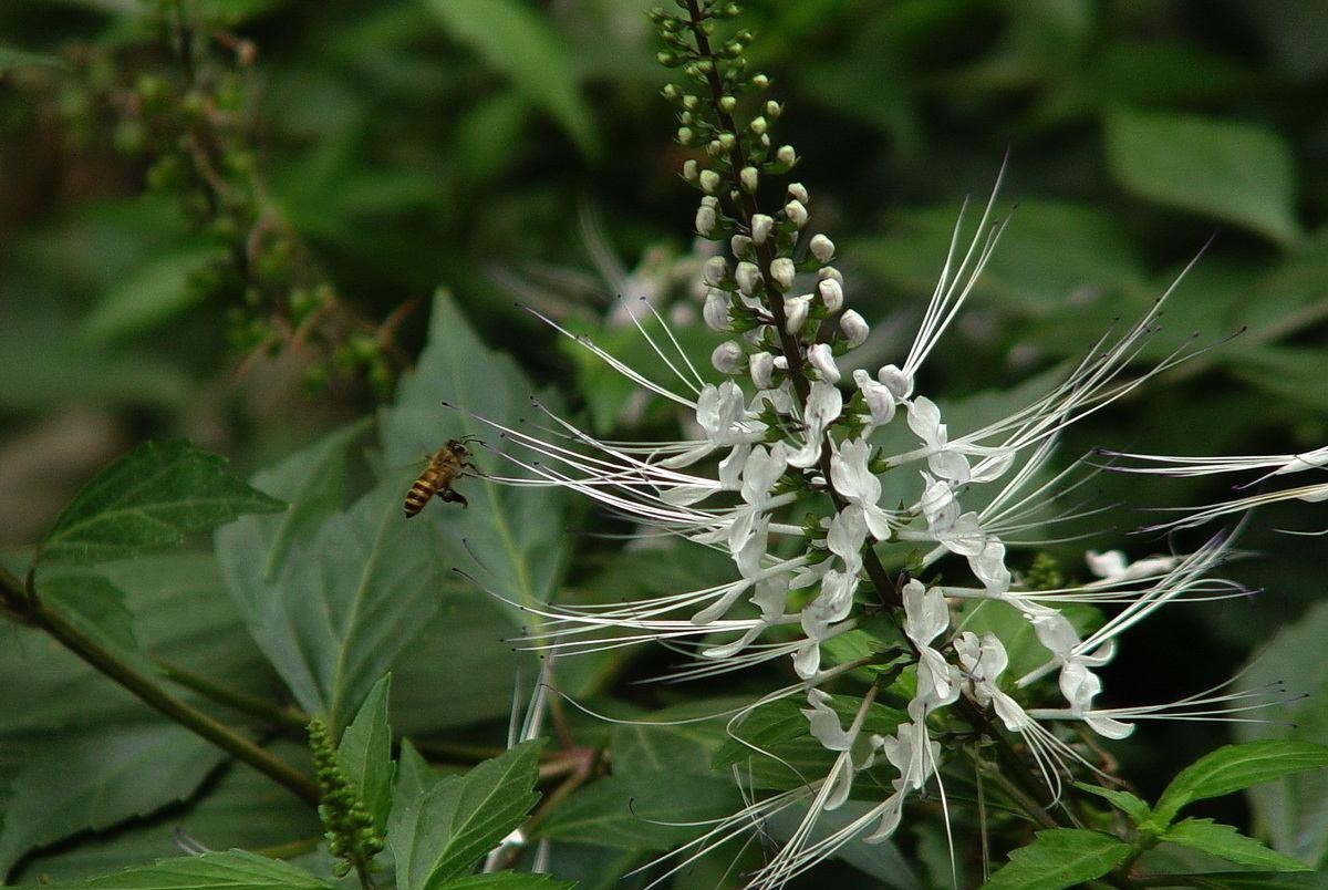 这种植物,民间俗称肾草,对肾结石很有帮助,你见过吗?