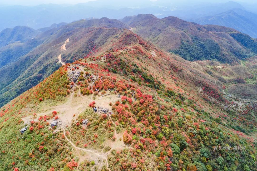 广东天露山杜鹃花即将盛开,这里是最新徒步赏花攻略!