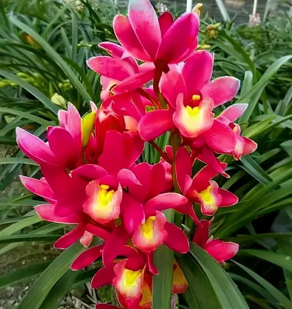 养花就买"大将军",花朵红彤彤,气质高贵典雅,还好养活