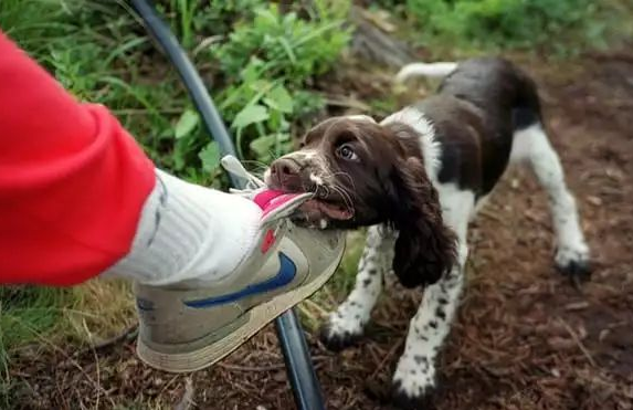 注意:狗狗咬鞋子的原因,可能并不是贪玩!