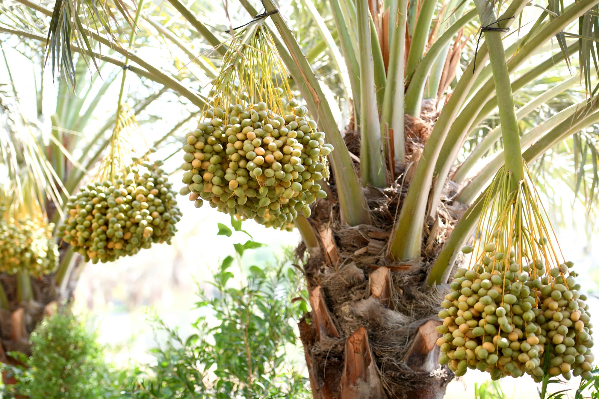未来世界的重要食物,迪拜土豪都爱吃的椰枣,为何却遭国人嫌弃?