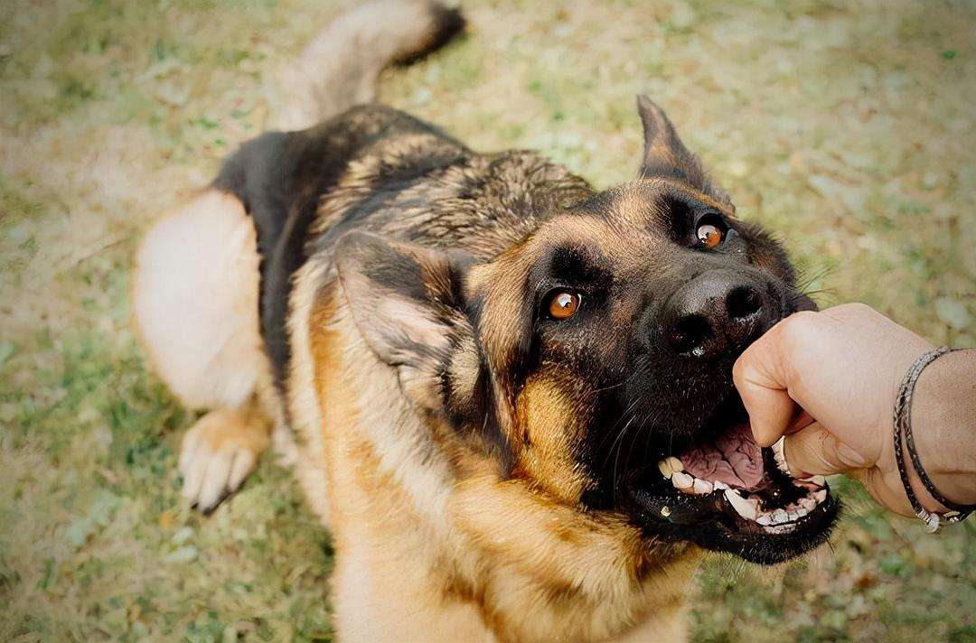 路遇恶犬咬人