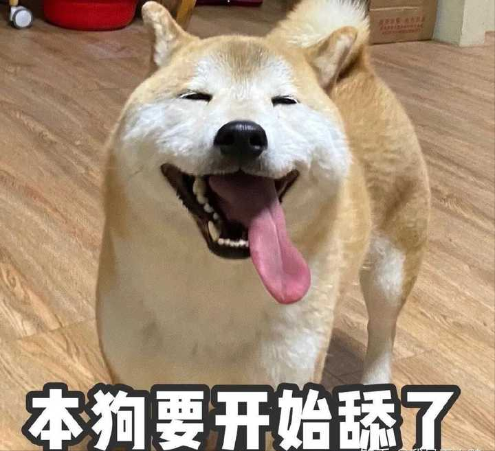 养狗人的快乐,那就是从来不缺表情包!