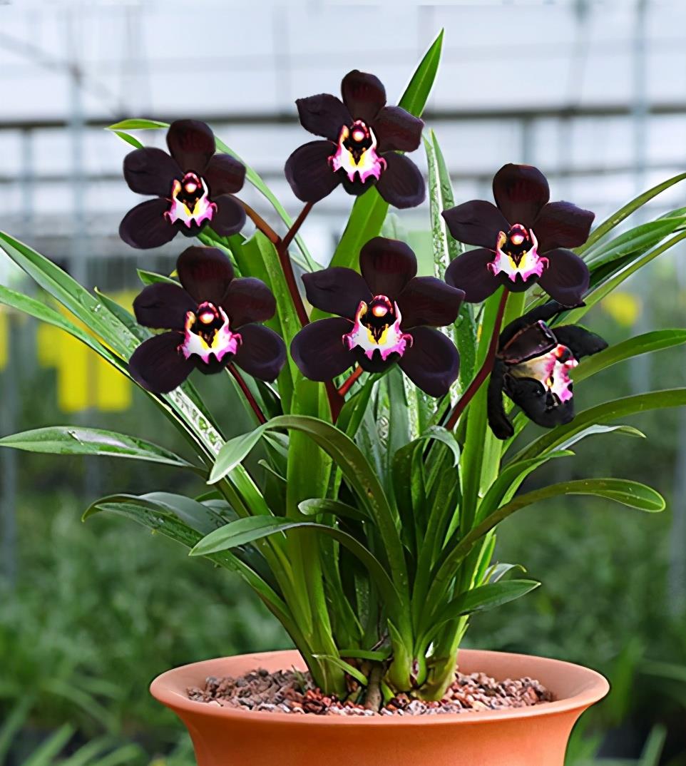 神秘兰花"黑雪姬",颜值高,容易养护,开花后自带仙气