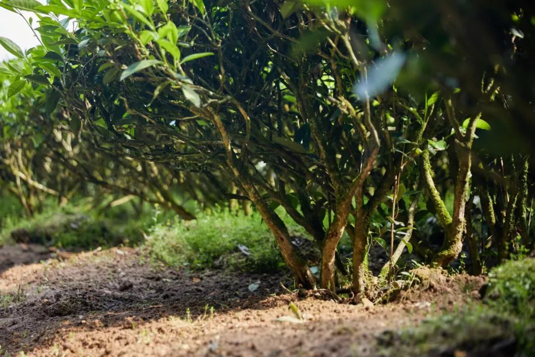 金交椅茶业|金交椅肉桂,聚山涧之灵韵,汲日月之精华