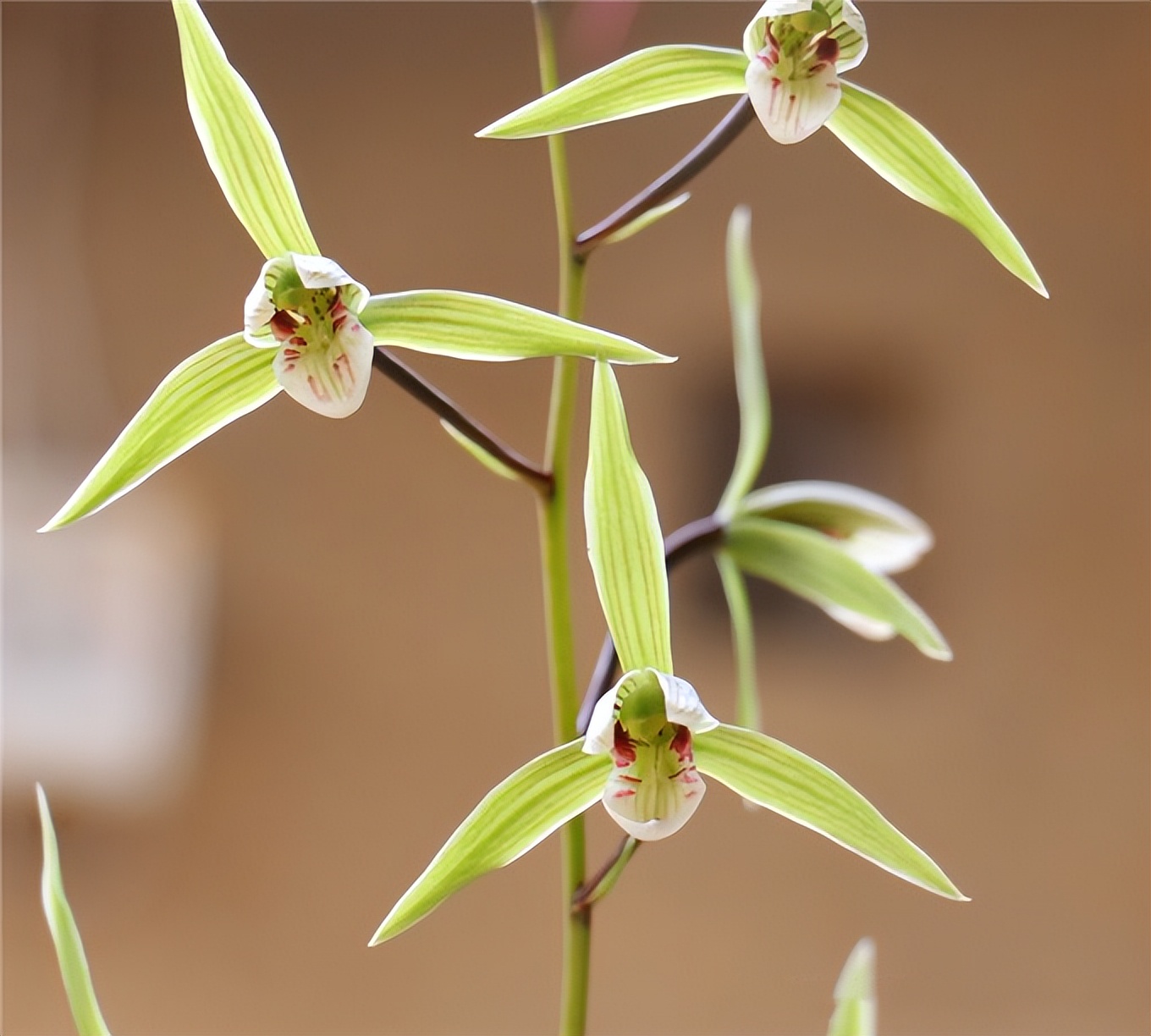 养兰首选"细叶寒兰",养护简单,芳香怡人,适合新手