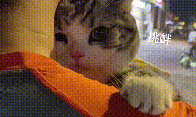 猫咪中的林有有,论一只猫到底能有多绿茶