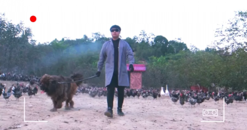 |不一样的“爱拼”模式，养鸡小哥被央视“盯”上了