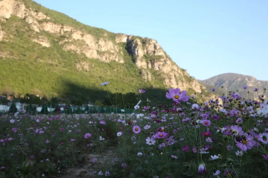 房山看花的地方图片