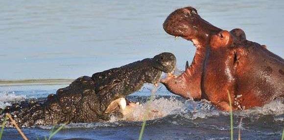 画面太精彩,鳄鱼与大象对上,哪方能占上风?