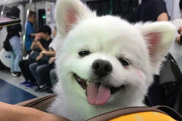 狗狗一见你就很激动?知道原因后,心里暖暖的