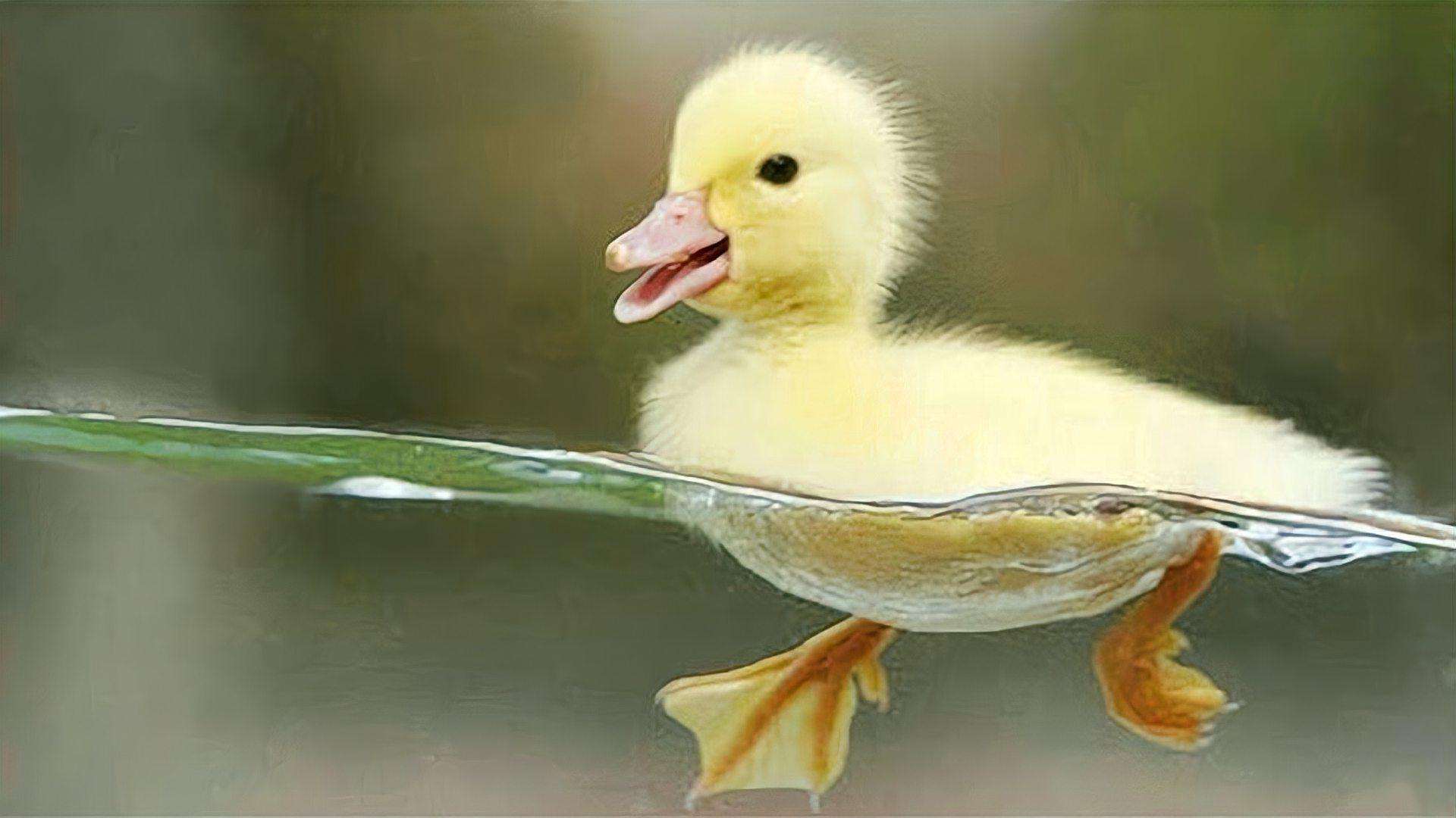 鸭子张嘴呼吸是什么病雏鸭张嘴呼吸用什么药禽医刘帆