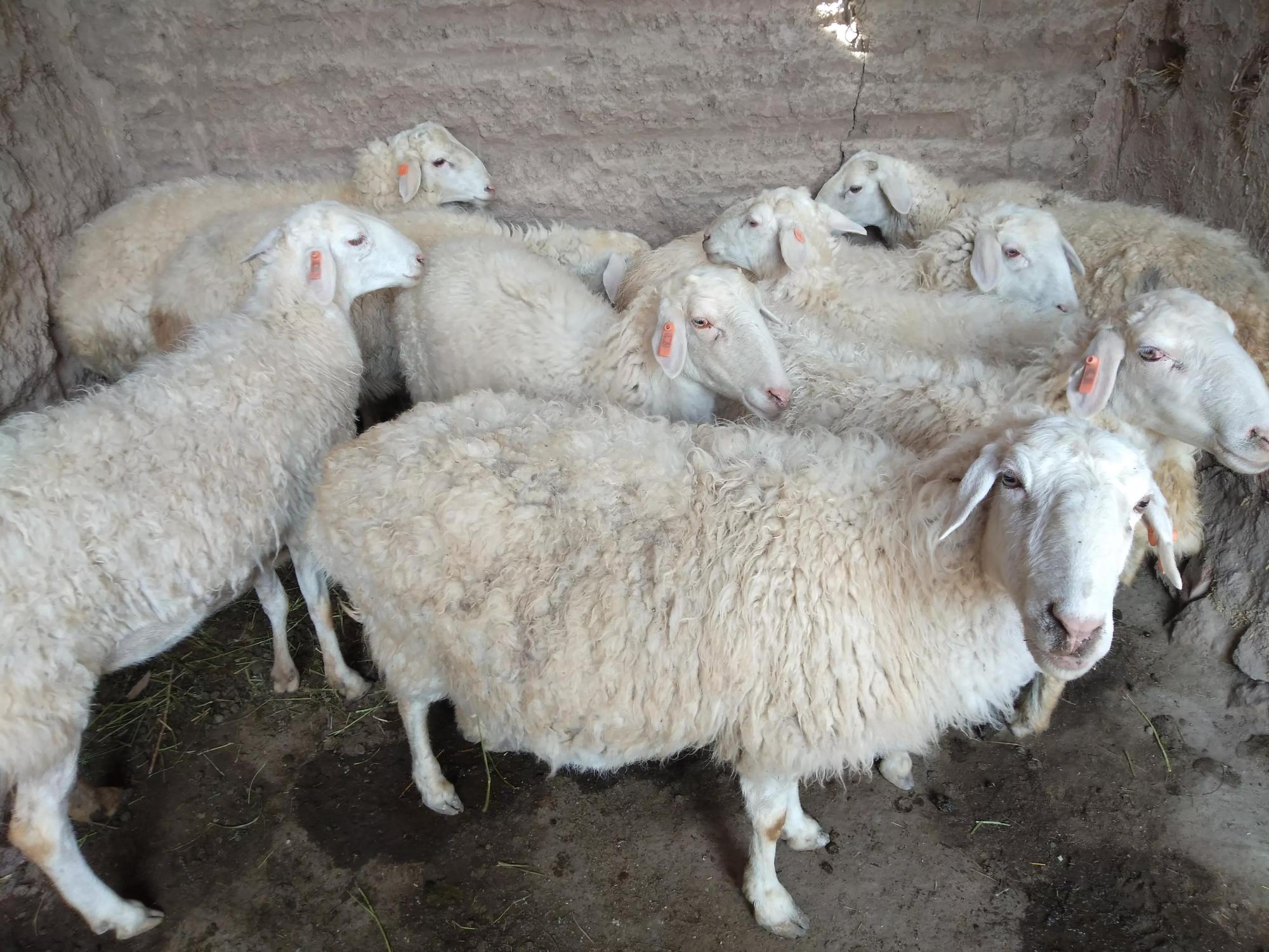 新疆公羊图片图片